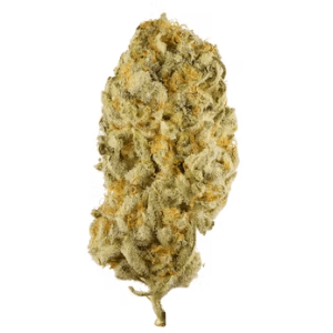 Jack Herrer Indoor CBD Blume (18,1 %)