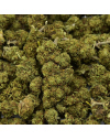 Fleur de CBD Mimosa Indoor (23%)