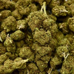 Mandarine Indoor CBD-Blüte (19%)