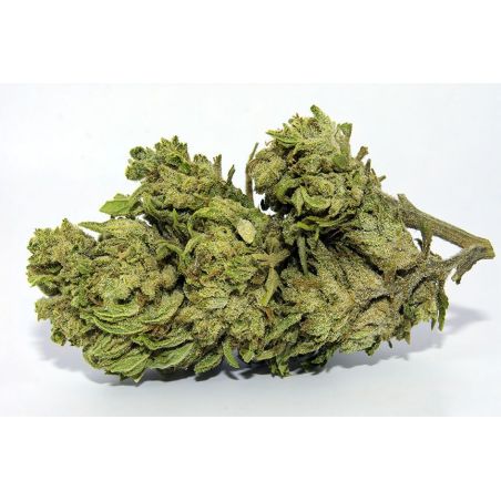 White Berry Indoor CBD-Blüte (19%)