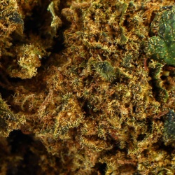 Fleur CBD Ringo's Gift Indoor (24,7 %)