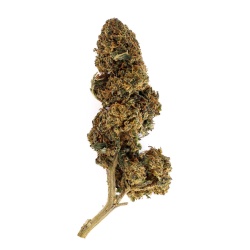 El Patron Indoor CBD Flower (22%)