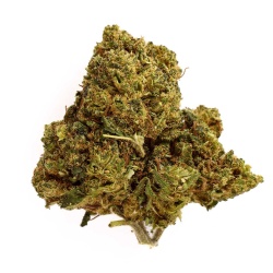 Mimosa CBD Flower Indoor 23% | Citrus & Floral | Buy | 321CBD