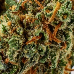 Flower of CBD Royal Cookies Indoor (15,2%)