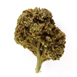 Fleur CBD Freeze Kush Indoor (15 %)