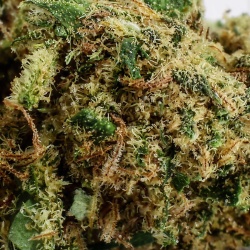 CBD Flower Sour Diesel Greenhouse (16.5%)