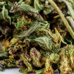 Trim CBD Tropical Outdoor - 20g