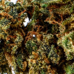 Fleur de CBD Watermelon Indoor (21%)
