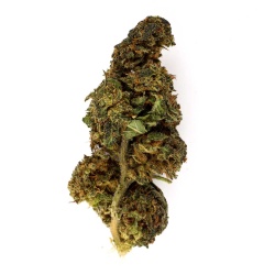 Watermelon Indoor CBD Flower (21%)