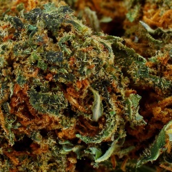 Fleur de CBD White Widow Greenhouse (14,1 %)