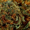 Fleur de CBD White Widow Greenhouse (14,1 %)