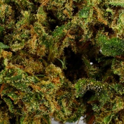 CBD Truth Flower (15,4%)