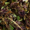 Purple Haze Indoor CBD Flower (19,7%)