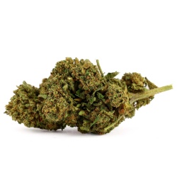 Fleur CBD Mango Haze (16,9%)