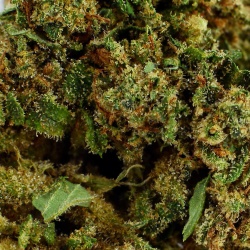 Fleur CBD Mango Haze (16,9%)