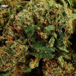 Fleur de CBD Pineapple Express Greenhouse (14,9%)