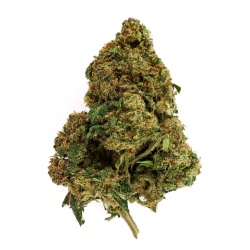 Ananas-Express-Gewächshaus-CBD-Blume (14,9%)