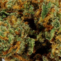CBD-Blüte Banana Kush Indoor (12%)