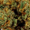 CBD-Blüte Banana Kush Indoor (12%)
