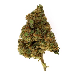 CBD-Blüte Banana Kush Indoor (12%)