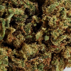 CBD Herb 707 Truthban (12,1%) (auf Französisch)