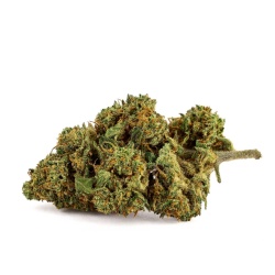 CBD Flower Mango Kush Outdoor (23.7%) – 321CBD