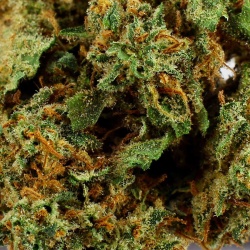 CBD Flower Mango Kush Outdoor (23.7%) – 321CBD