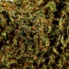 CBD Flower Gorilla Queen (21.7%)