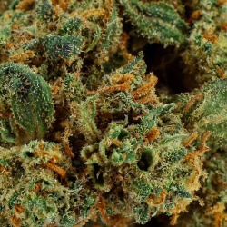 CBD Flower Blackberry Kush (11.1%)