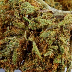 Mandarine Indoor CBD Flower (19%)