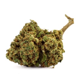 CBD-Blüte Amnesia Haze Indoor (21,9%)