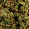 CBD Flower Amnesia Haze Indoor (21.9%)