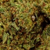 Hulk Berry Indoor CBD-Blüte (21%)