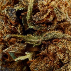 CBD-Blüte Bubble Gum Indoor (17%)