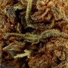CBD-Blüte Bubble Gum Indoor (17%)