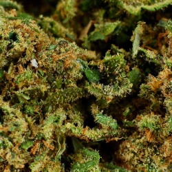 CBD-Blüte Cannatonic Greenhouse (21,2%)