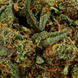 Fleur de CBD Royal Gorilla Indoor (17,4%)