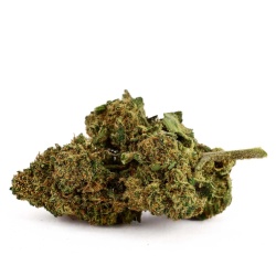 Fleur CBD Swiss Tsunami (19,3%)