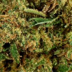 Fleur CBD Swiss Tsunami (19,3%)