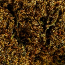 Fleur de CBD Jack Herer Indoor (18,1%)