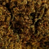 CBD Flower Jack Herer Indoor (18.1%)