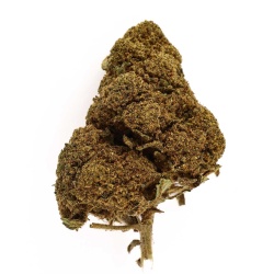 CBD-Blüte Jack Herer Indoor (18,1%)