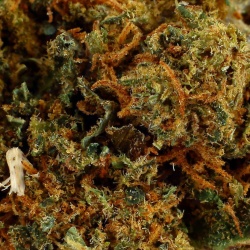 CBD Flower Wedding Cake (20%) close-up rich in resinous trichomes