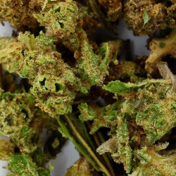 Trim de Fleurs CBD Premium gros plan mélange résineux riche en trichomes