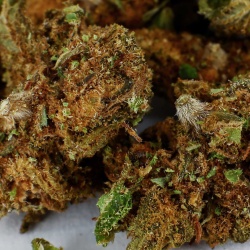 Trim de Fleurs CBD Amnesia Haze Indoor gros plan mélange résineux riche en trichomes