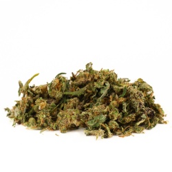 Trim de Fleurs CBD Cannatonic Greenhouse vue latérale mélange dense riche en détails
