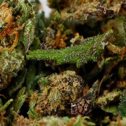 Trim de Fleurs CBD Cannatonic Greenhouse gros plan mélange résineux riche en trichomes