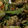 Trim de Fleurs CBD Cannatonic Greenhouse gros plan mélange résineux riche en trichomes