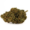 Fleur CBD Candy Kush Greenhouse (12%) vue latérale fleur dense riche en détails