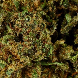 CBD-Blüte Candy Kush Greenhouse (12%) Nahaufnahme reich an Trichomen harzig